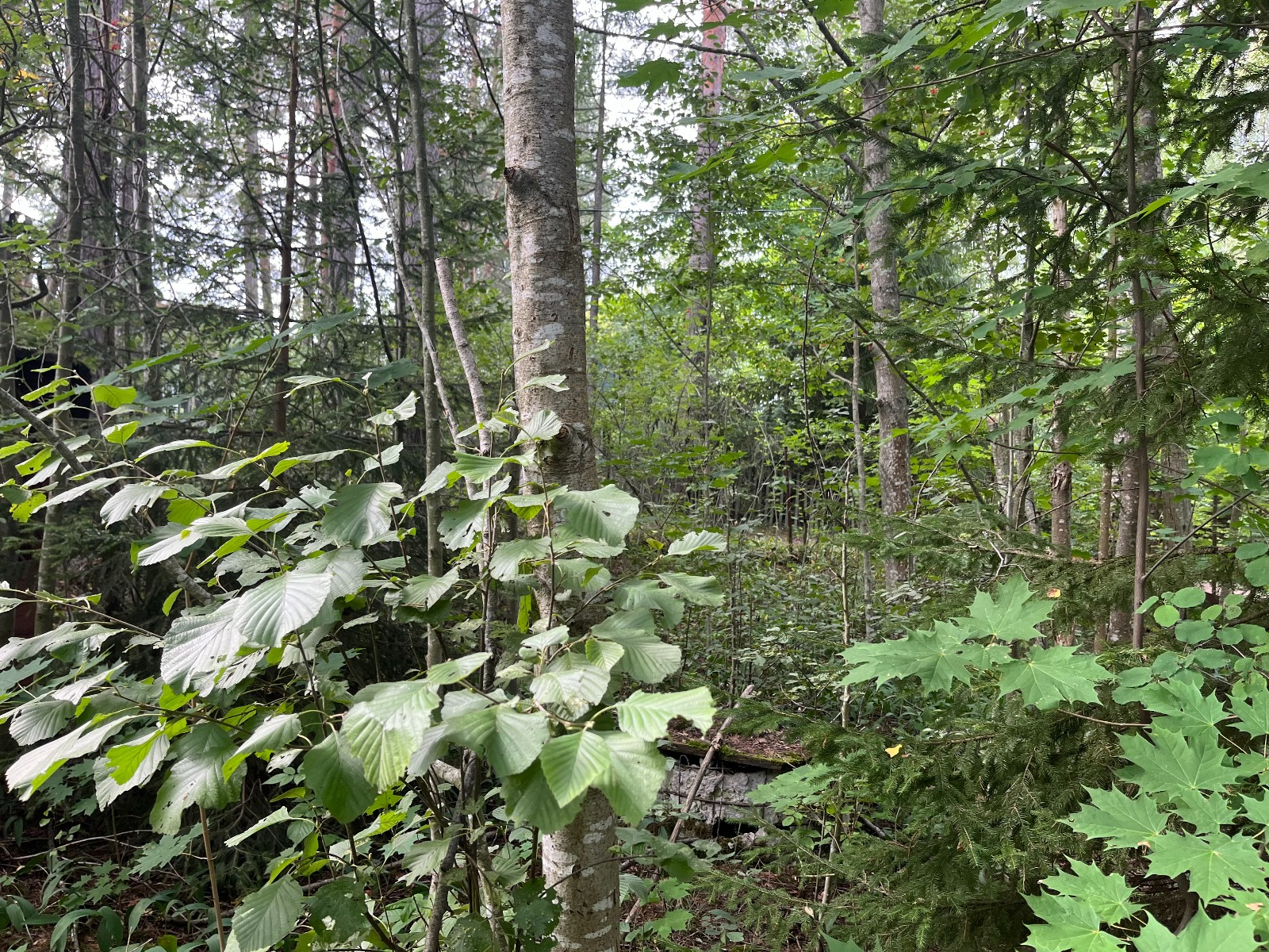 Продажа участка, Орехово, ул.Дачная,  114